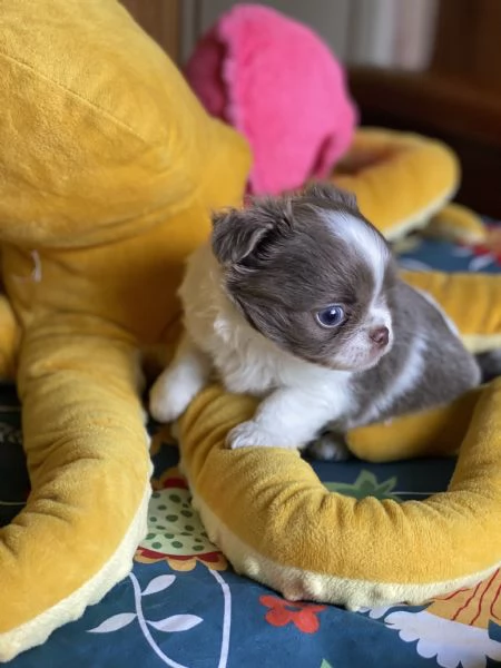 Chihuahua pelo lungo | Foto 6