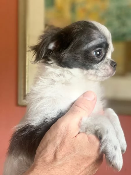 Chihuahua pelo lungo