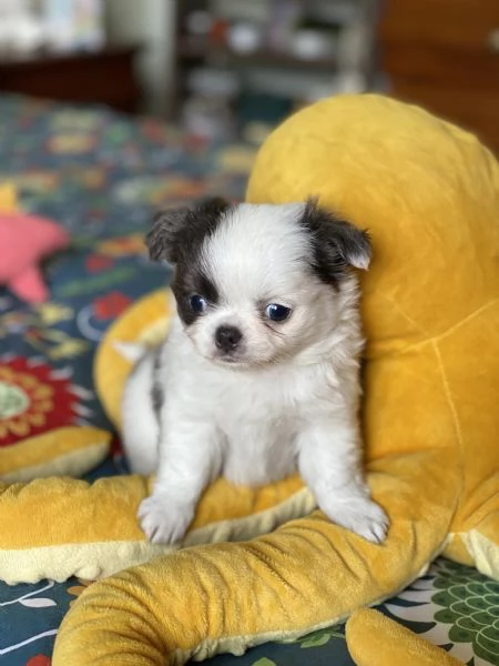 Chihuahua pelo lungo | Foto 5