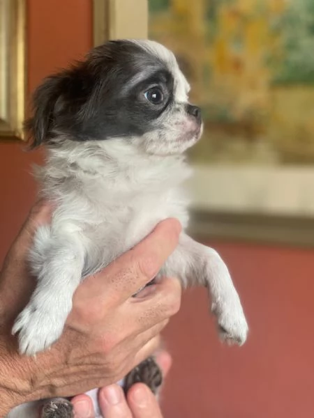 Chihuahua pelo lungo | Foto 1