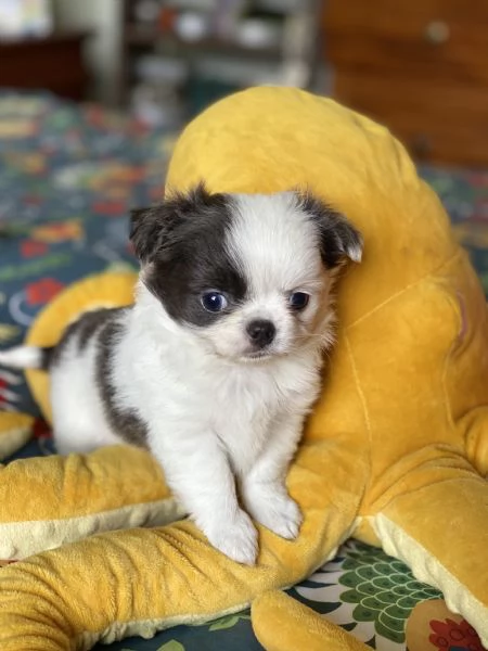 Chihuahua pelo lungo