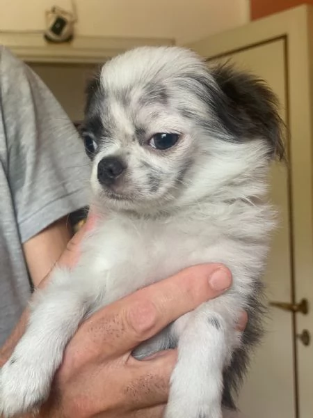 Chihuahua pelo lungo | Foto 0