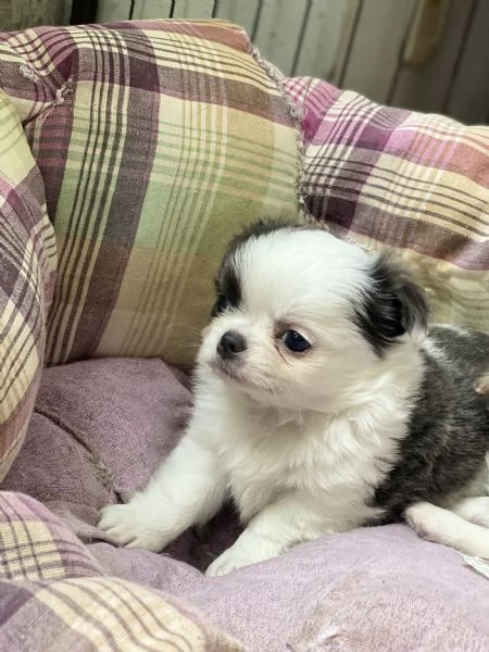 Chihuahua pelo lungo | Foto 2