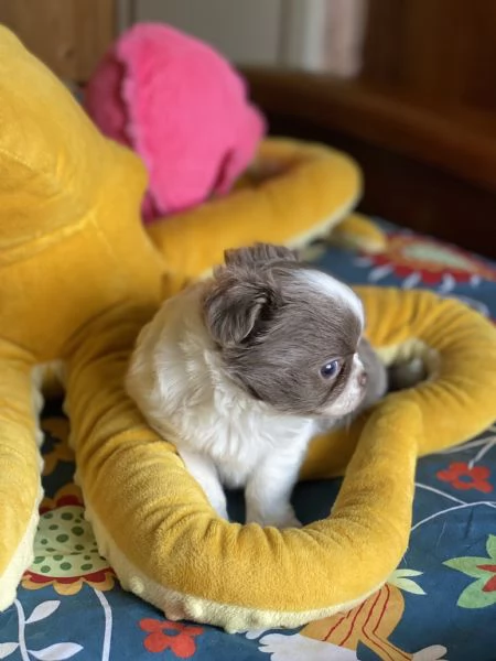 Chihuahua pelo lungo | Foto 1