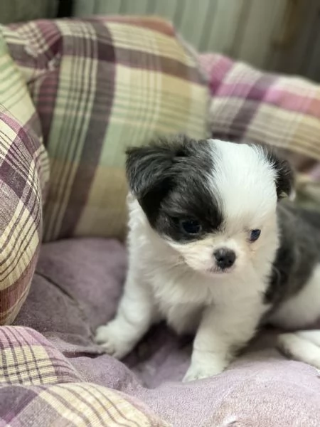 Chihuahua pelo lungo | Foto 0