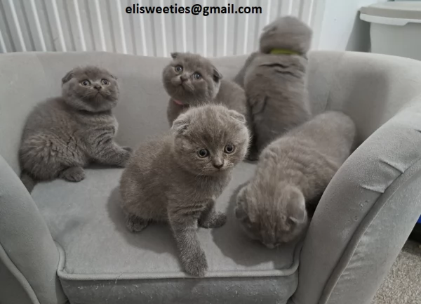 Adorabili gattini British Shorthair pronti Splendidi gattini British Shorthair disponibili Questi g