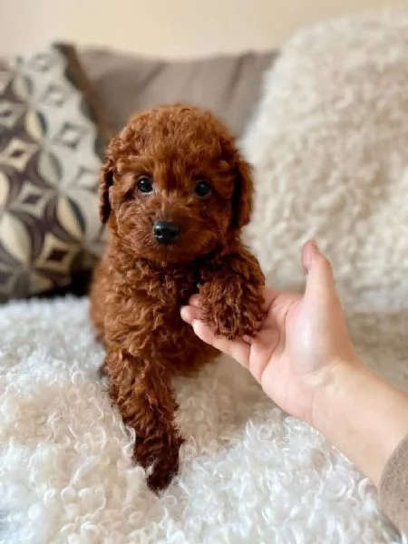 Toy poodle puppies | Foto 0