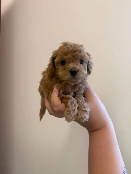 Toy poodle puppies | Foto 0