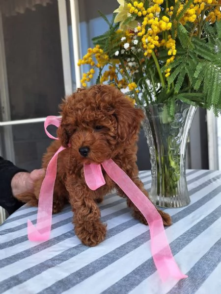 Toy poodle puppies