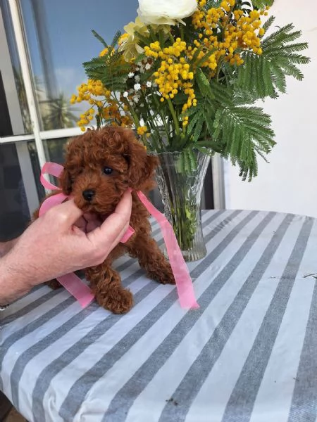 Toy poodle puppies | Foto 2