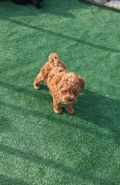 Toy poodle puppies | Foto 1