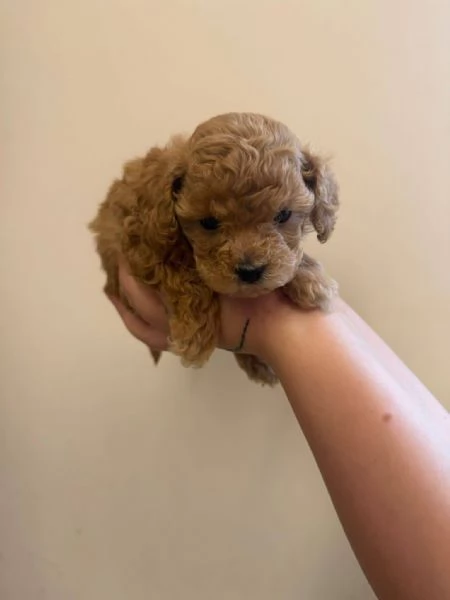 Toy poodle puppies | Foto 1