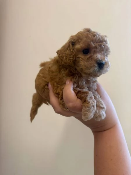 Toy poodle puppies | Foto 2