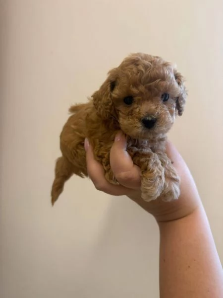 Toy poodle puppies | Foto 0