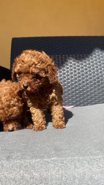 Toy poodle puppies | Foto 2