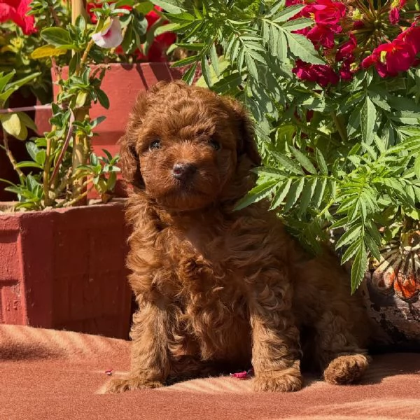 Toy poodle puppies | Foto 1