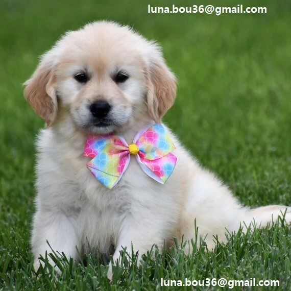 Cuccioli di Golden retriver Disponibili bellissimi cuccioli di Golden taglia standard mantello tipic