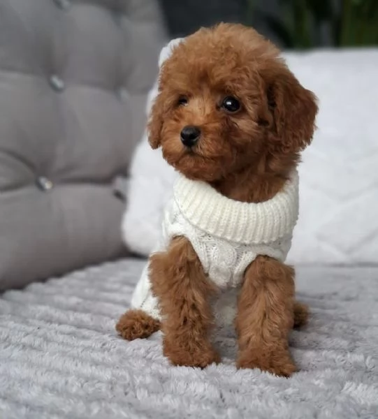 Toy poddle puppies | Foto 2