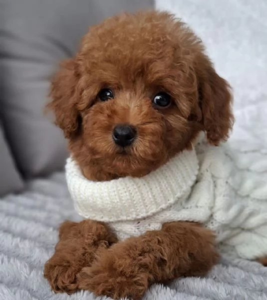 Toy poddle puppies | Foto 1