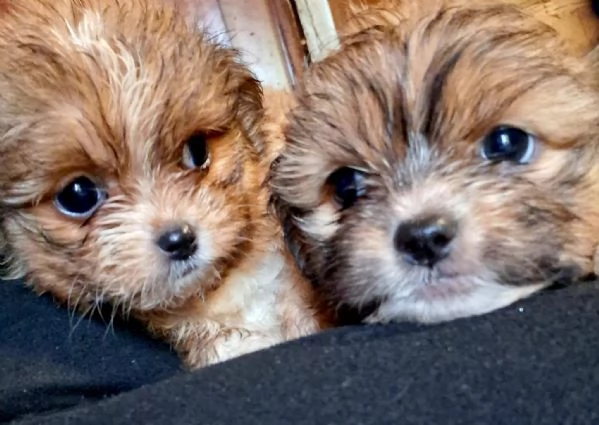 Cuccioli chihuahuashitzu