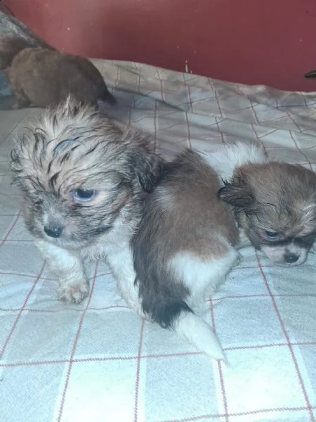 Cuccioli chihuahuashitzu | Foto 2