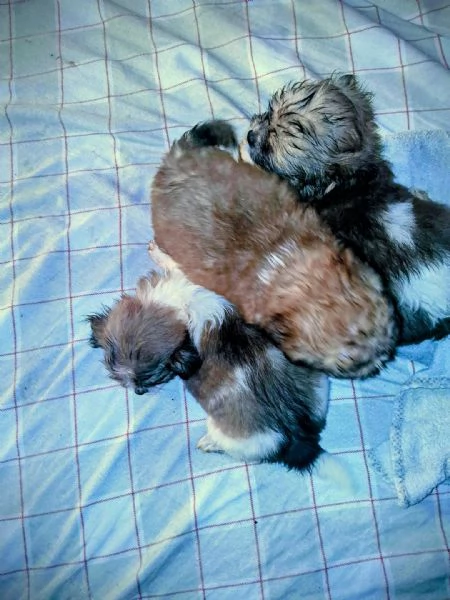 Cuccioli chihuahuashitzu | Foto 0