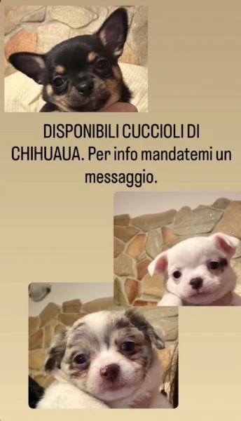 Vendita cuccioli chihuahua