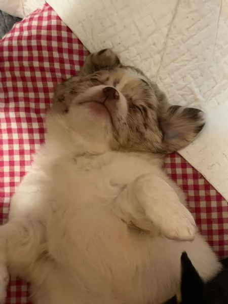 Vendita cuccioli chihuahua | Foto 2