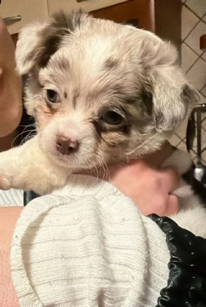 Vendita cuccioli chihuahua | Foto 1