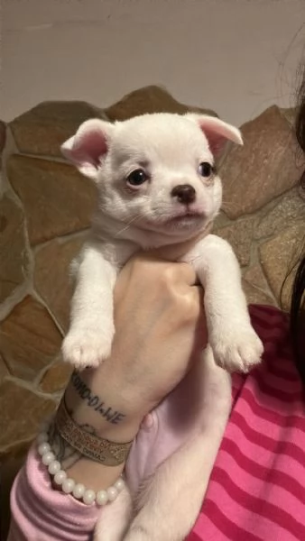 Vendita cuccioli chihuahua | Foto 0