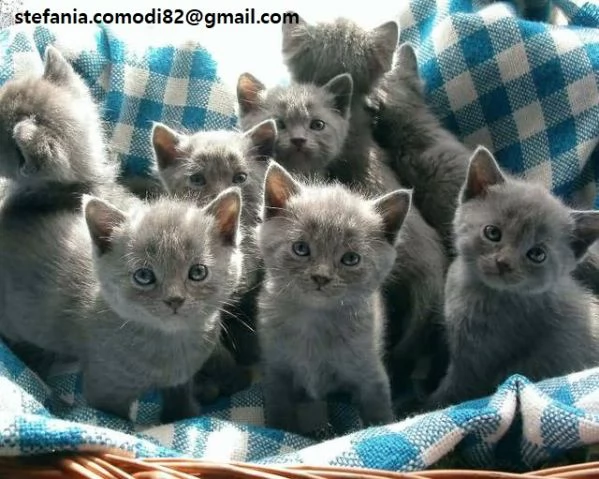 Gattini Certosini in Adozione Cerchiamo famiglie amorevoli per questi splendidi gattini certosini d