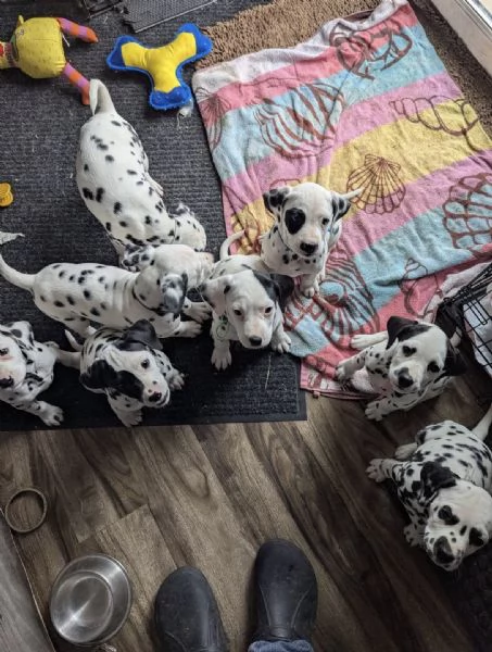 Cuccioli di dalmata disponibili 
