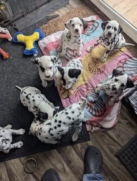 Cuccioli di dalmata disponibili  | Foto 1