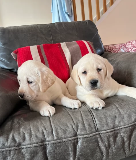 Adozione di Labrradorr di ottima genealogia | Foto 1