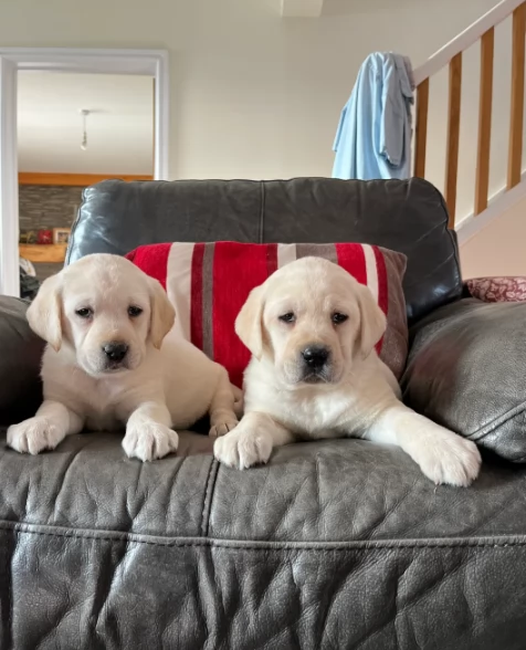 Adozione di Labrradorr di ottima genealogia