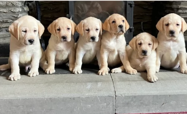 Adozione di Labrradorr di ottima genealogia | Foto 0