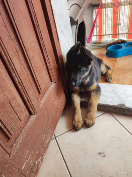 disponibili cuccioli pastore tedesco