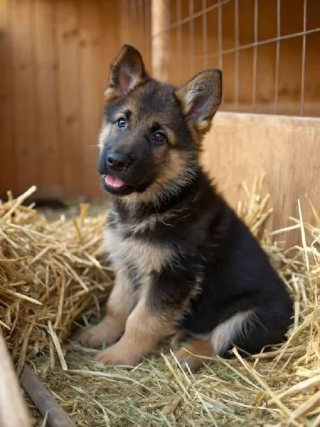 disponibili cuccioli pastore tedesco | Foto 1