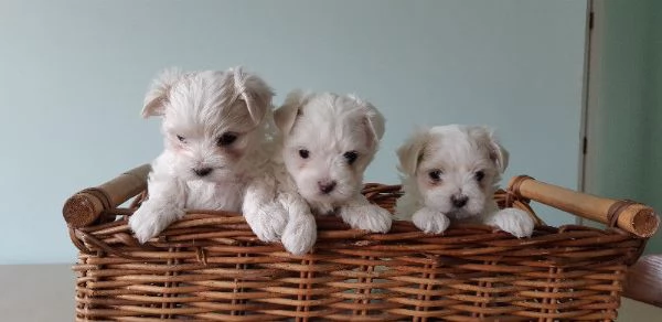 Cuccioli di Maltese toy super adorabili in adozione