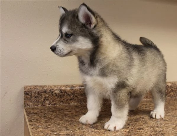 Cuccioli di Siberian Husky dagli occhi azzurri pronti per ladozione | Foto 0