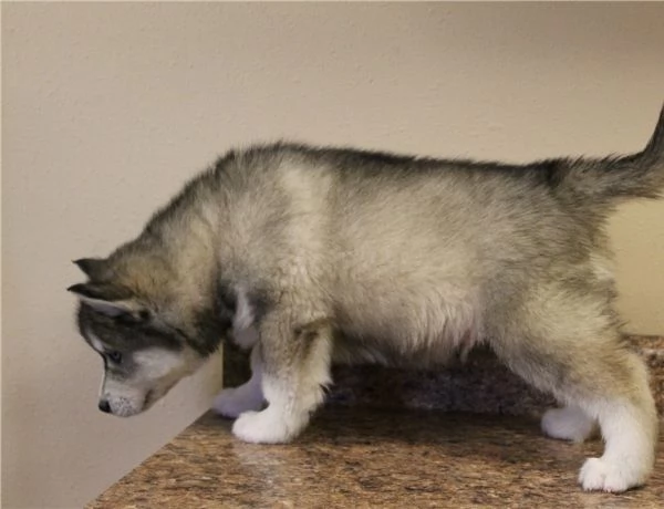 Cuccioli di Siberian Husky dagli occhi azzurri pronti per ladozione