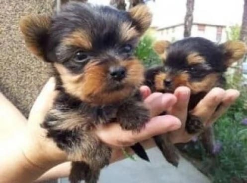 Cuccioli di Yorkshire Terrier Teacup