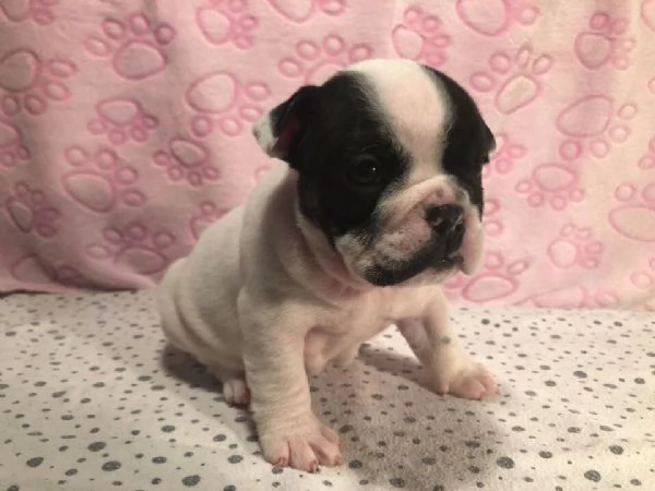 Adorabili cuccioli di Bulldog inglese | Foto 1