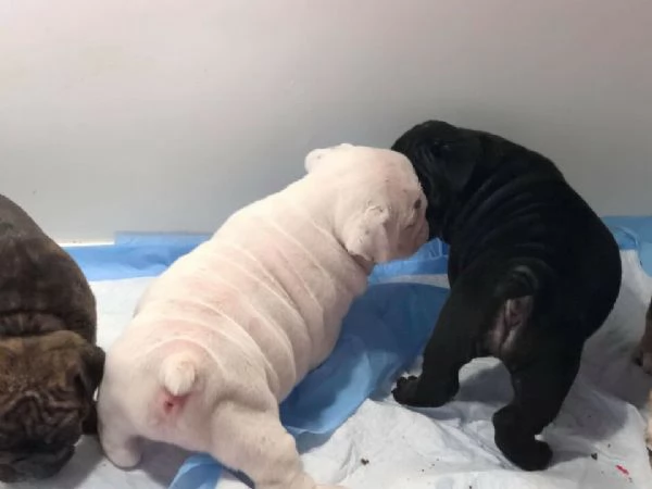 Adorabili cuccioli di Bulldog inglese | Foto 0