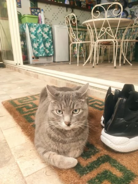 Gatta grigia tigrata indoor smarrita a Palermo 