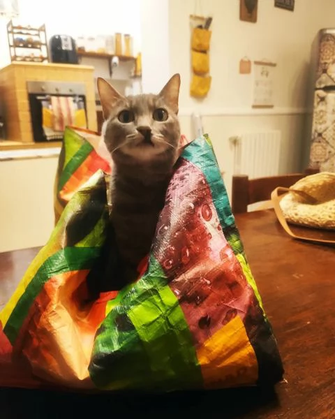 Gatta grigia tigrata indoor smarrita a Palermo  | Foto 6