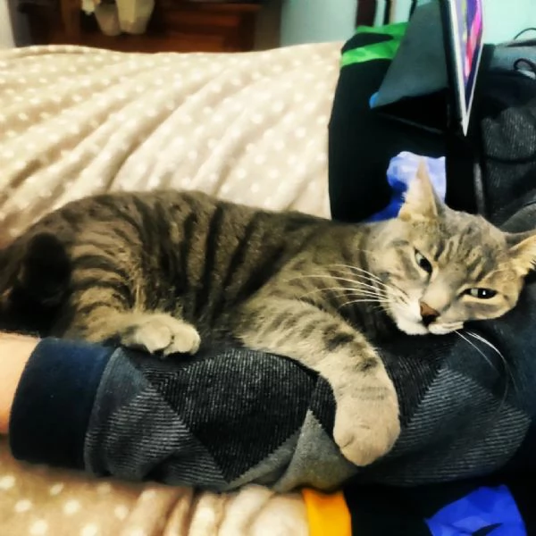 Gatta grigia tigrata indoor smarrita a Palermo  | Foto 5