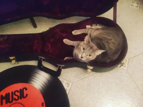 Gatta grigia tigrata indoor smarrita a Palermo  | Foto 4