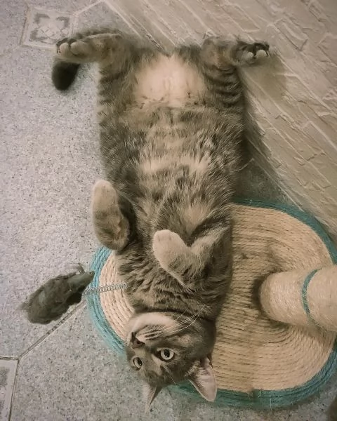 Gatta grigia tigrata indoor smarrita a Palermo  | Foto 3