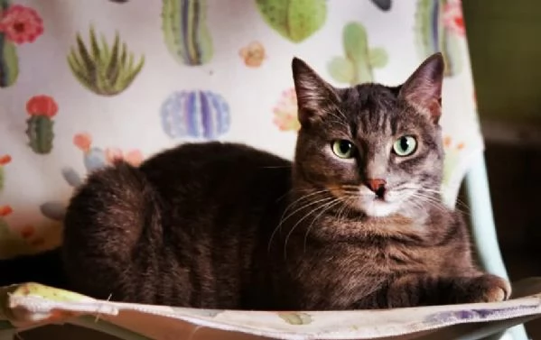 Gatta grigia tigrata indoor smarrita a Palermo  | Foto 2